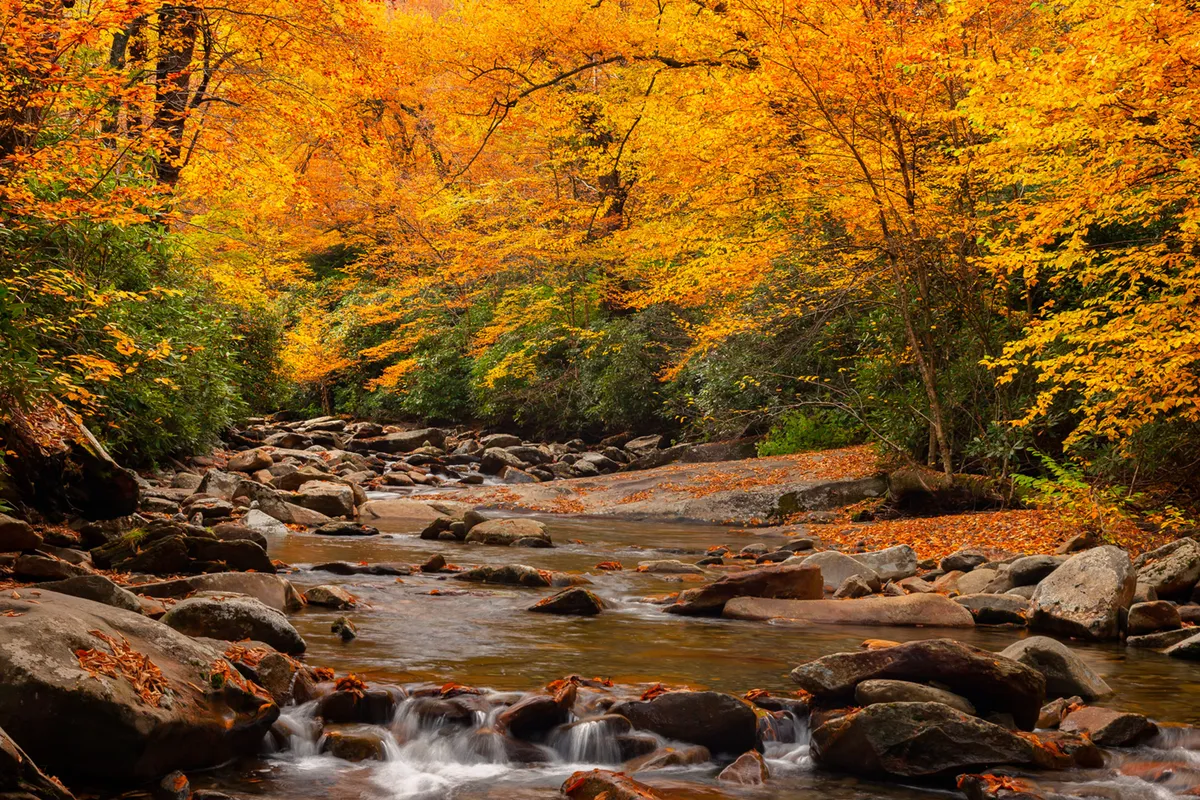 A scenic view of a flowing stream surrounded by colorful autumn trees and smooth rocks, evoking a peaceful setting perfect for nature walks, exploration, and quiet moments by the water. The scene highlights the natural beauty around the cabin, inviting outdoor adventures for both people and pets.